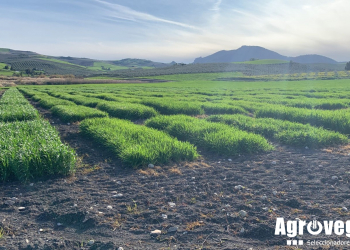 03.Ensayos-de-cebada