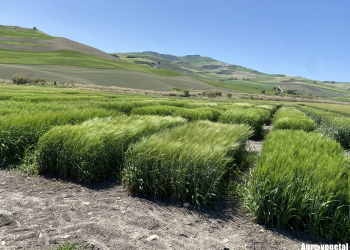06.-Cebadas-en-espigado