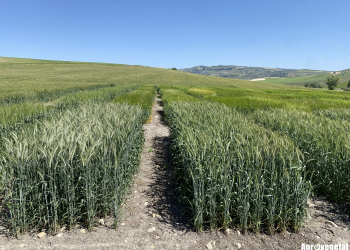 07.-Triticales-en-pleno-espigado