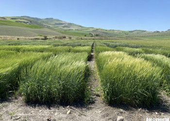 12.-Cebadas-en-Los-Villlalones