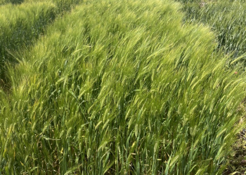 03.-Ronda-ensayo-cebadas-2