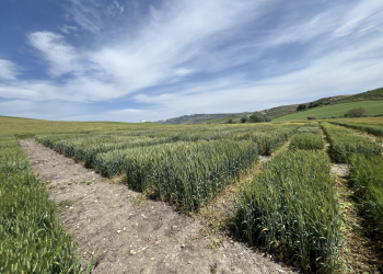 04.-Ronda-ensayos-espigado-2