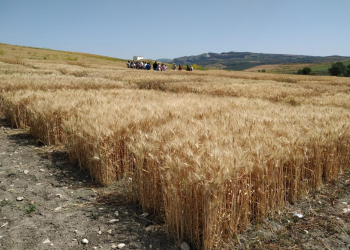 07.-Ensayos-madurando