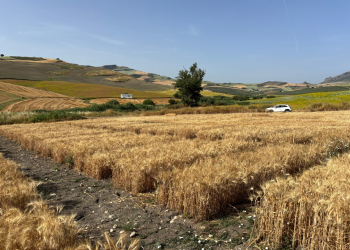 12.-Ensayos-de-trigo-duro-maduros