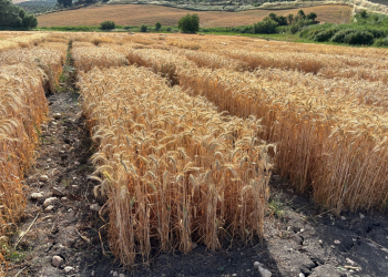 14.-Ensayos-triticale-maduros