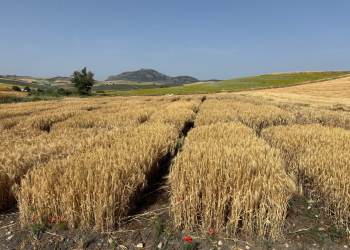 15.-Ensayos-de-cebadas-maduros