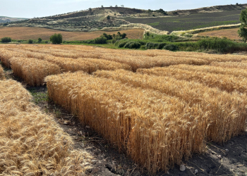 16.-Ensayos-listos-para-la-cosecha