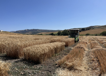 17.-Ronda-ensayos-cosecha-2