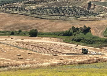 18.-Ronda-ensayos-cosecha-1