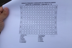 04.-Variedades-de-trigo-blando-2019