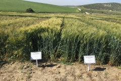 08.-Duros-Agrovegetal-en-Sanatella