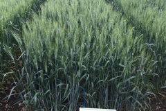 22.-Don-Ricardo-en-Álava