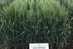 23.-Don-Ortega-en-Álava